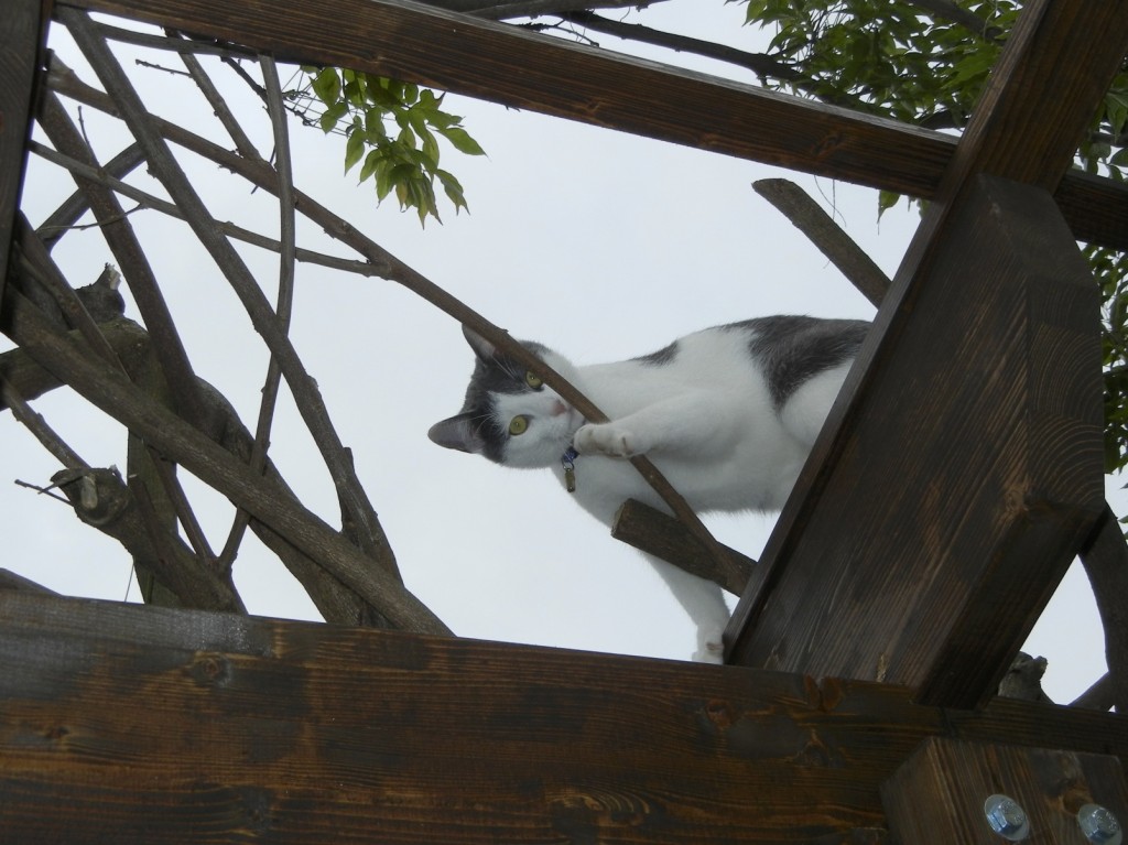 Kater "Rambo" nimmt das Rankgerüst in Beschlag